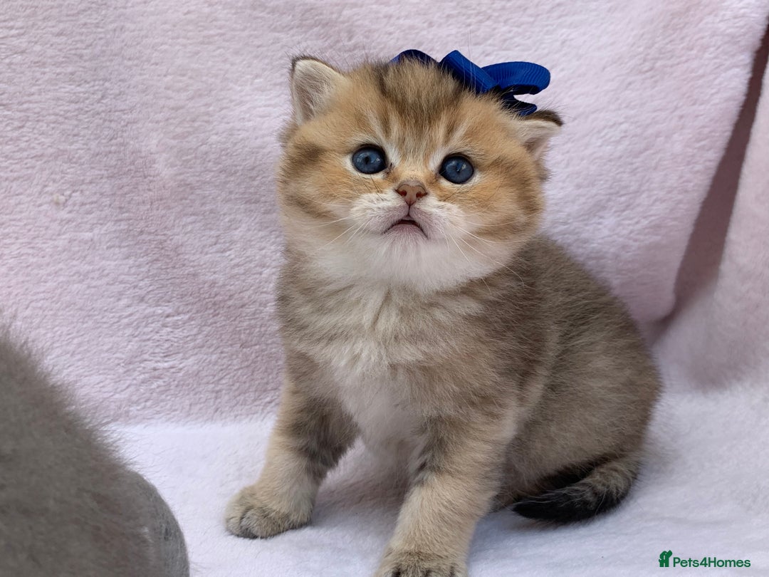 British Shorthair cats for sale: 💕Pedigree GCCF blue golden British shorthair - Image 15