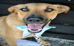 Mixed Breed dogs for adoption: 💖🐶 NIXIE 🐶💖 - Image 10