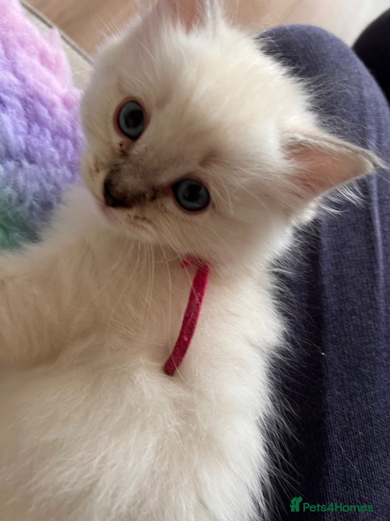 Ragdoll cats for sale: Ragdoll kittens in Menai Bridge - Advert 12