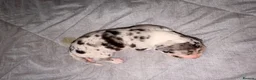 Great Dane dogs for sale: Great Danes puppies  in London - Advert 11