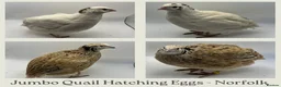 Quail poultry for sale: Jumbo Coturnix Quail Hatching Eggs - Advert 1