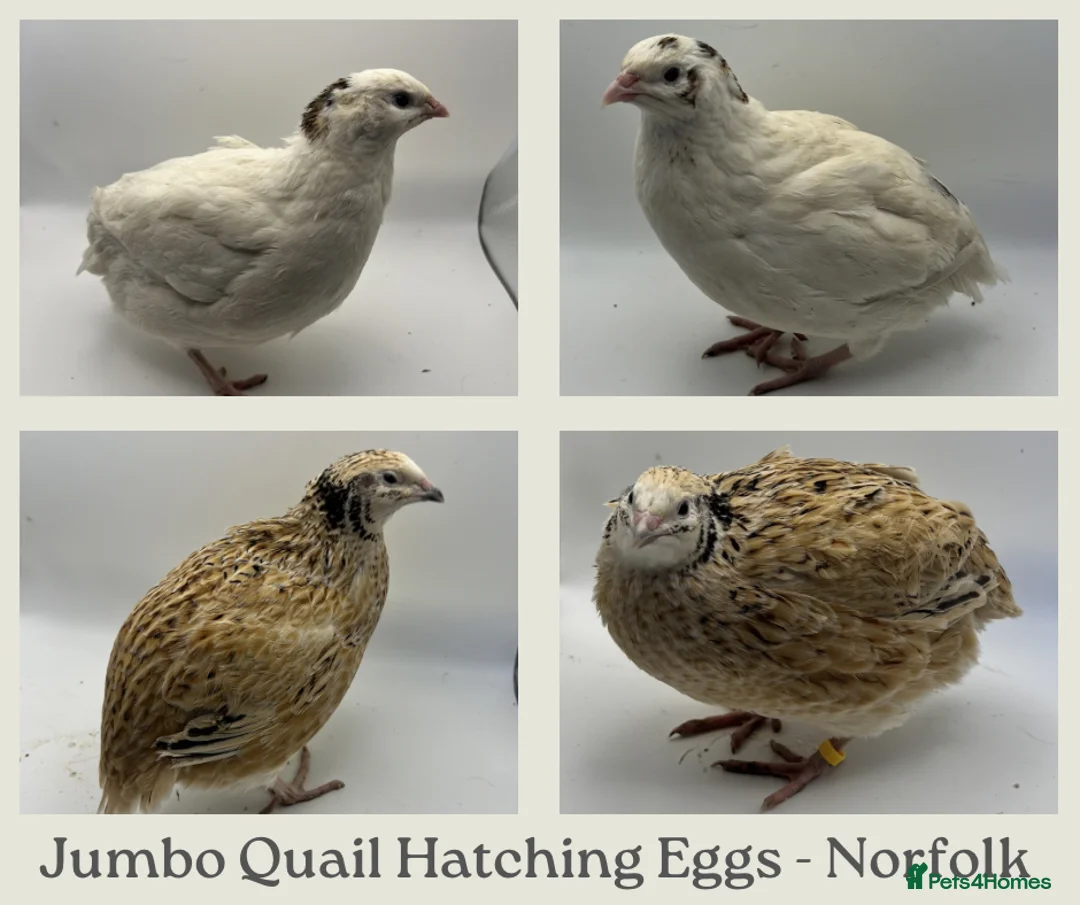 Quail poultry for sale: Jumbo Coturnix Quail Hatching Eggs - Advert 1