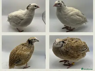 Quail poultry Jumbo Coturnix Quail Hatching Eggs - Advert 1