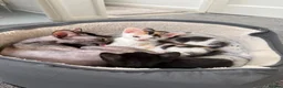 Sphynx cats for sale: 3 kittens that are looking for a home  - Advert 3