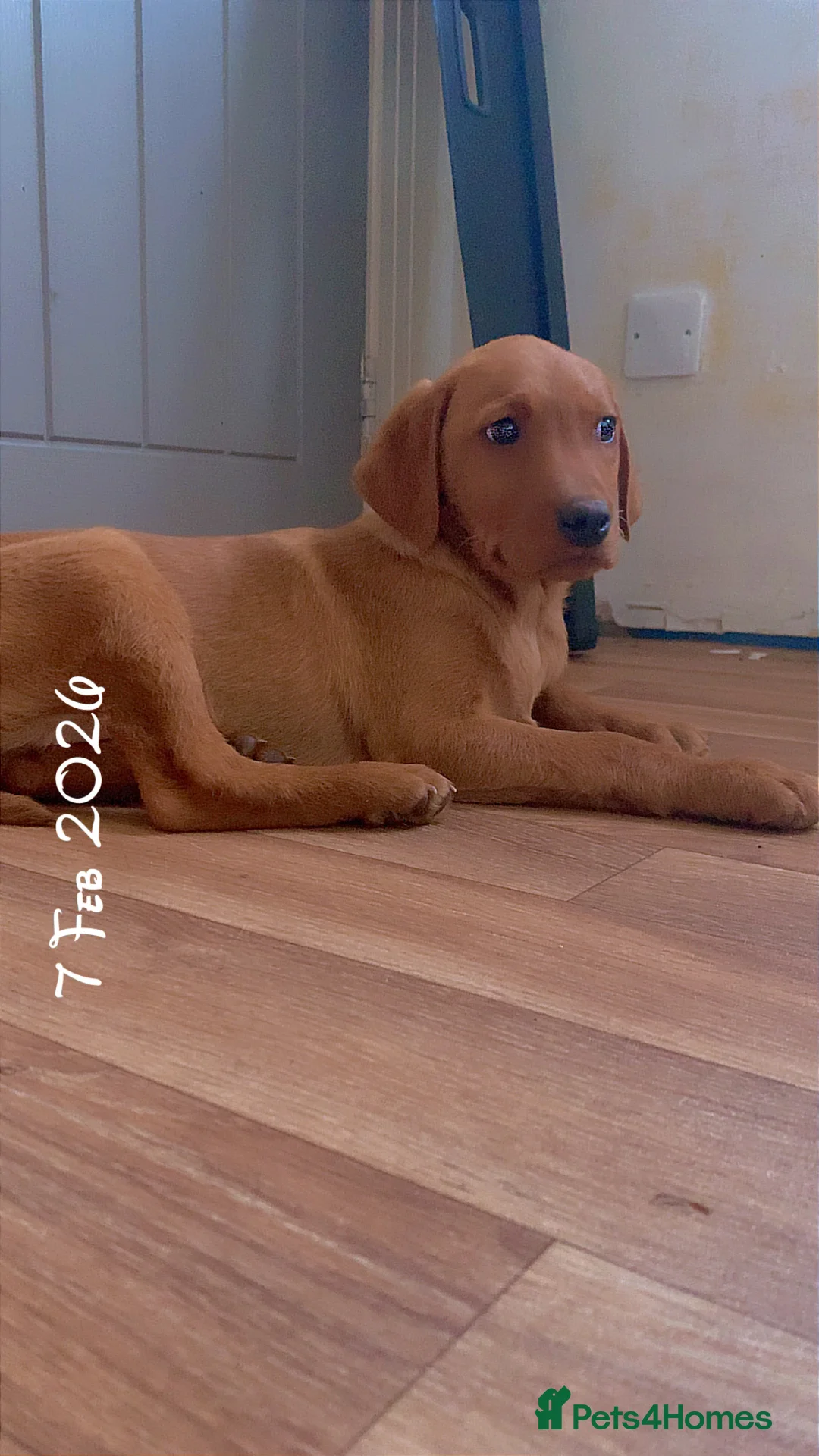 Labrador Retriever dogs for sale: beautiful male fox red Labrador retriver puppy  - Advert 2