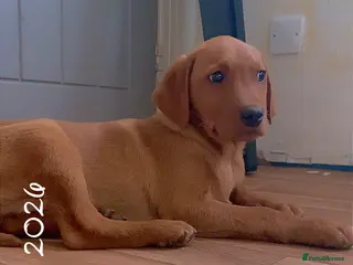 Labrador Retriever dogs beautiful male fox red Labrador retriver puppy - Advert 1