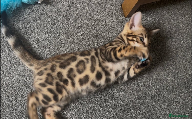 Bengal cats - Advert 8
