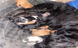 Cockapoo dogs for sale: 11 week old male Cockapoo  - Advert 8