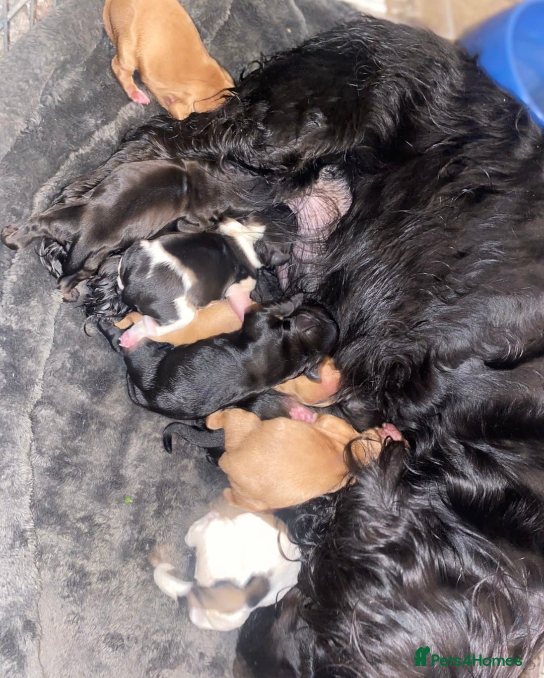 Cockapoo dogs for sale: 11 week old male Cockapoo  - Advert 8