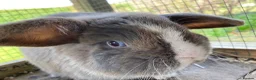 Mini Lop rabbits for sale: Mini lops to be rehomed in Buckie - Advert 7