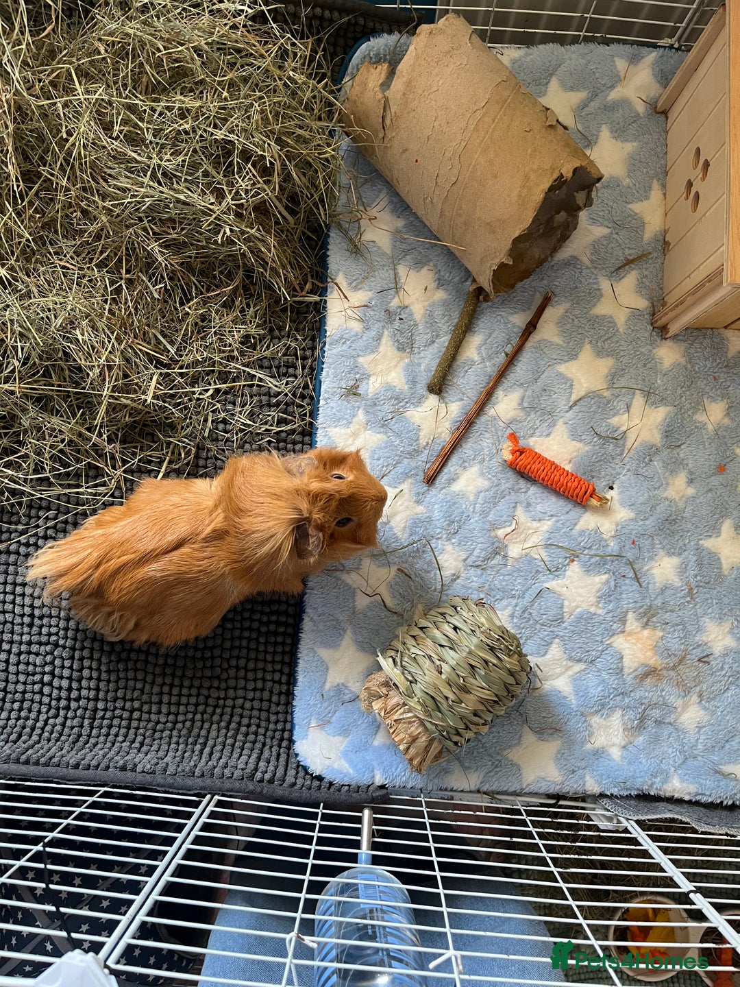 Guinea Pig rodents for sale: Male guinea pig  - Advert 3