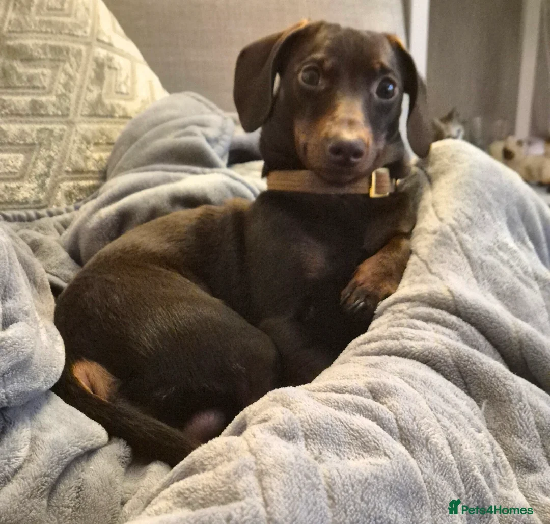 Miniature Dachshund dogs for stud: MINI DASCHUND FOR STUD - Advert 16