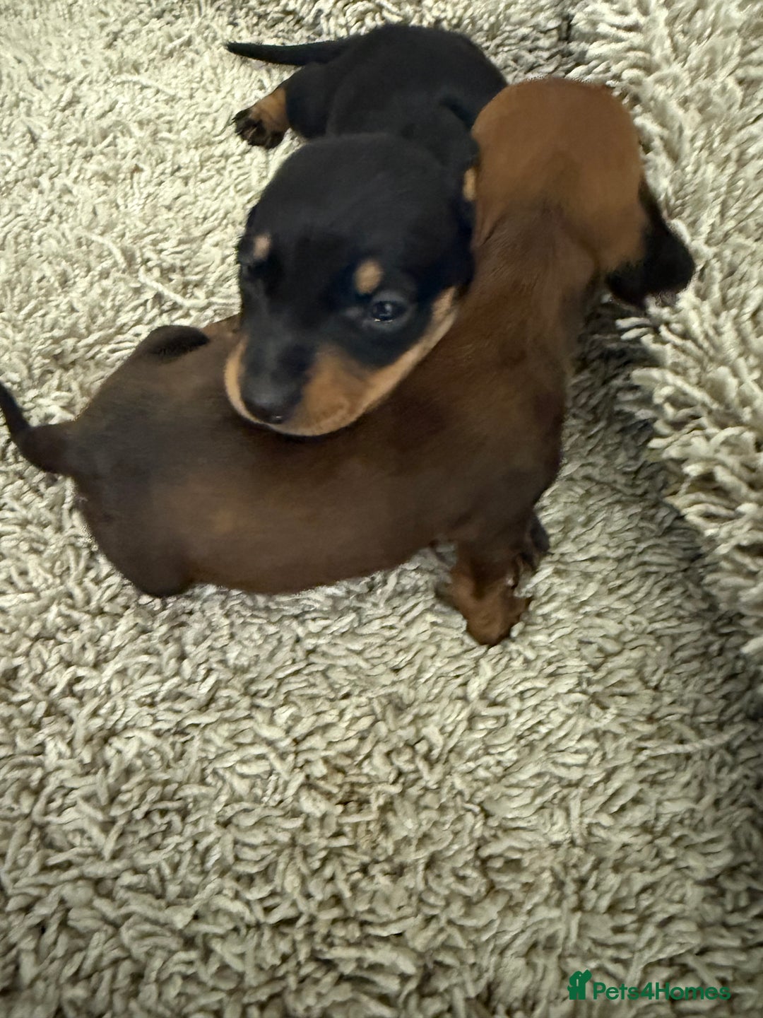 Mixed Breed dogs for sale: Dachshund puppies seven  - Advert 8