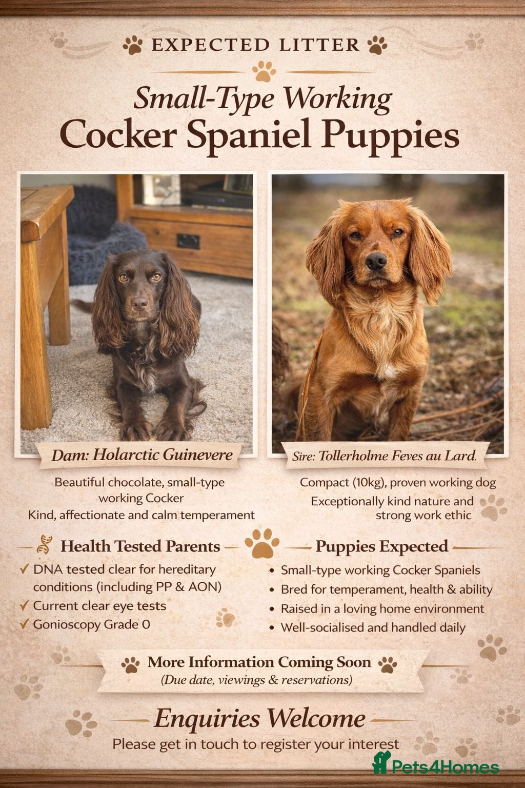 Cocker Spaniel dogs Stunning KC Reg Small type cocker spaniel  - Advert 2