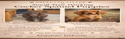 Cocker Spaniel dogs for sale: Stunning KC Reg Small type cocker spaniel  - Advert 1