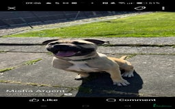 Mixed Breed dogs for sale: AMERICAN BULLDOG MIX FOR SALE ASAP - Image 18