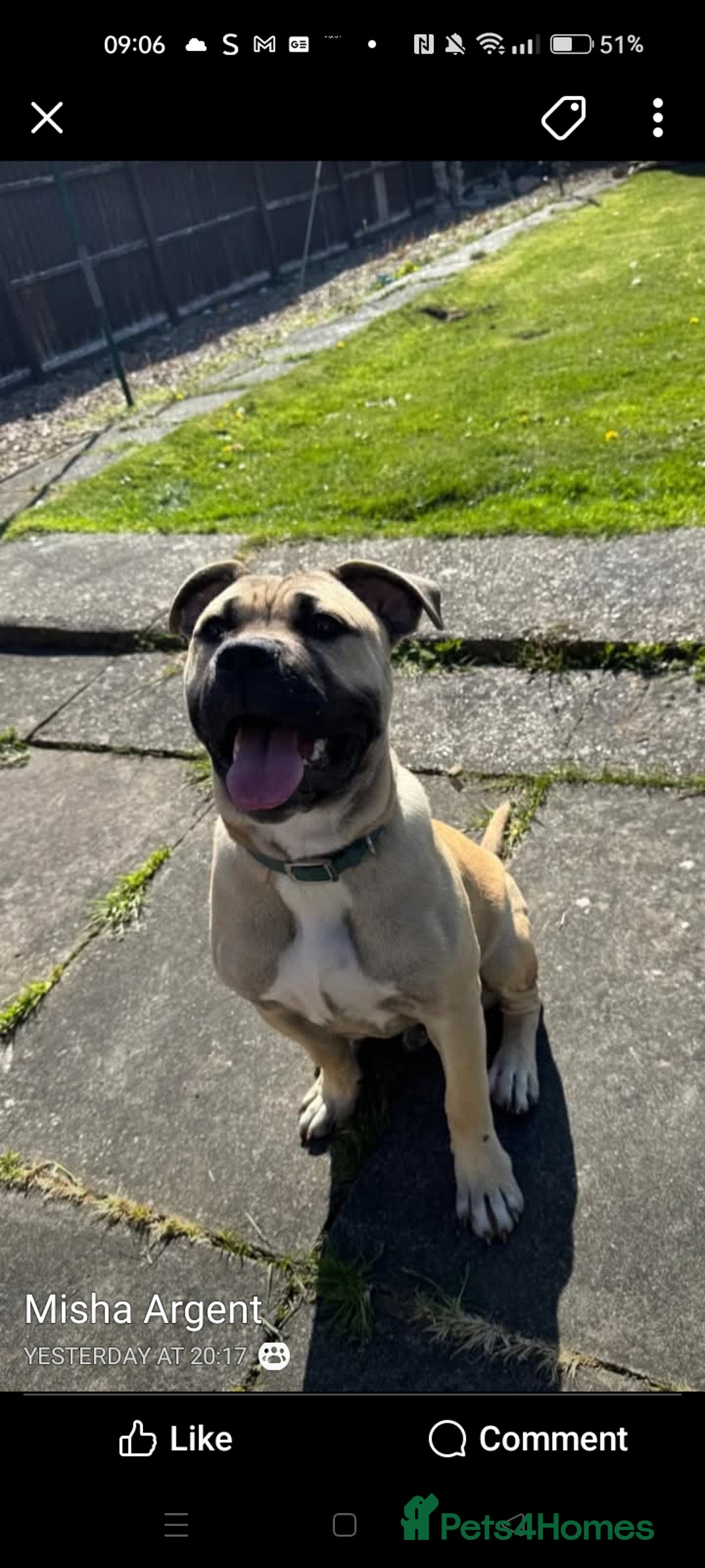 Mixed Breed dogs for sale: AMERICAN BULLDOG MIX FOR SALE ASAP - Image 18