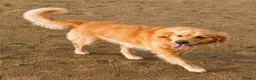 Golden Retriever dogs for sale: 🌸Outstanding Quality, Fully DNA & Health Tested in Cowbridge - Advert 6