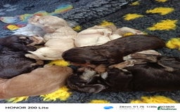 Cocker Spaniel dogs for sale: Show type Cocker spaniel puppy's KCR - Image 2