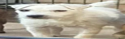 Jack Russell dogs for sale: Beautiful Jack Russell puppies  - Advert 5