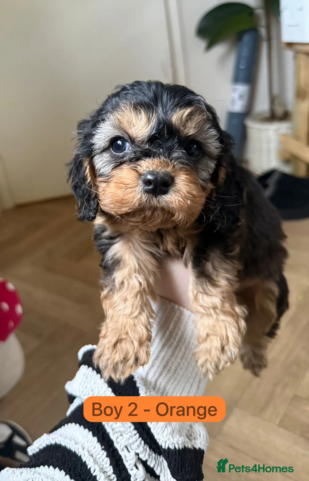 Cavapoo dogs for sale: Cavapoo Puppies - Advert 14