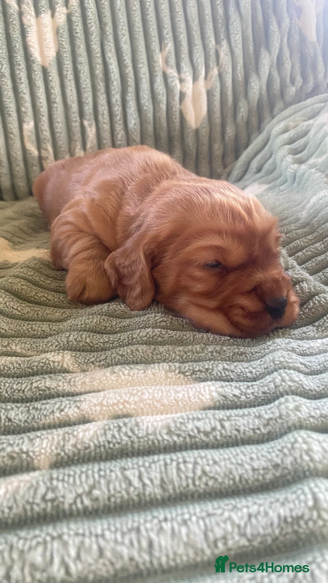 Cocker Spaniel dogs for sale: cocker spaniel puppies - Advert 2