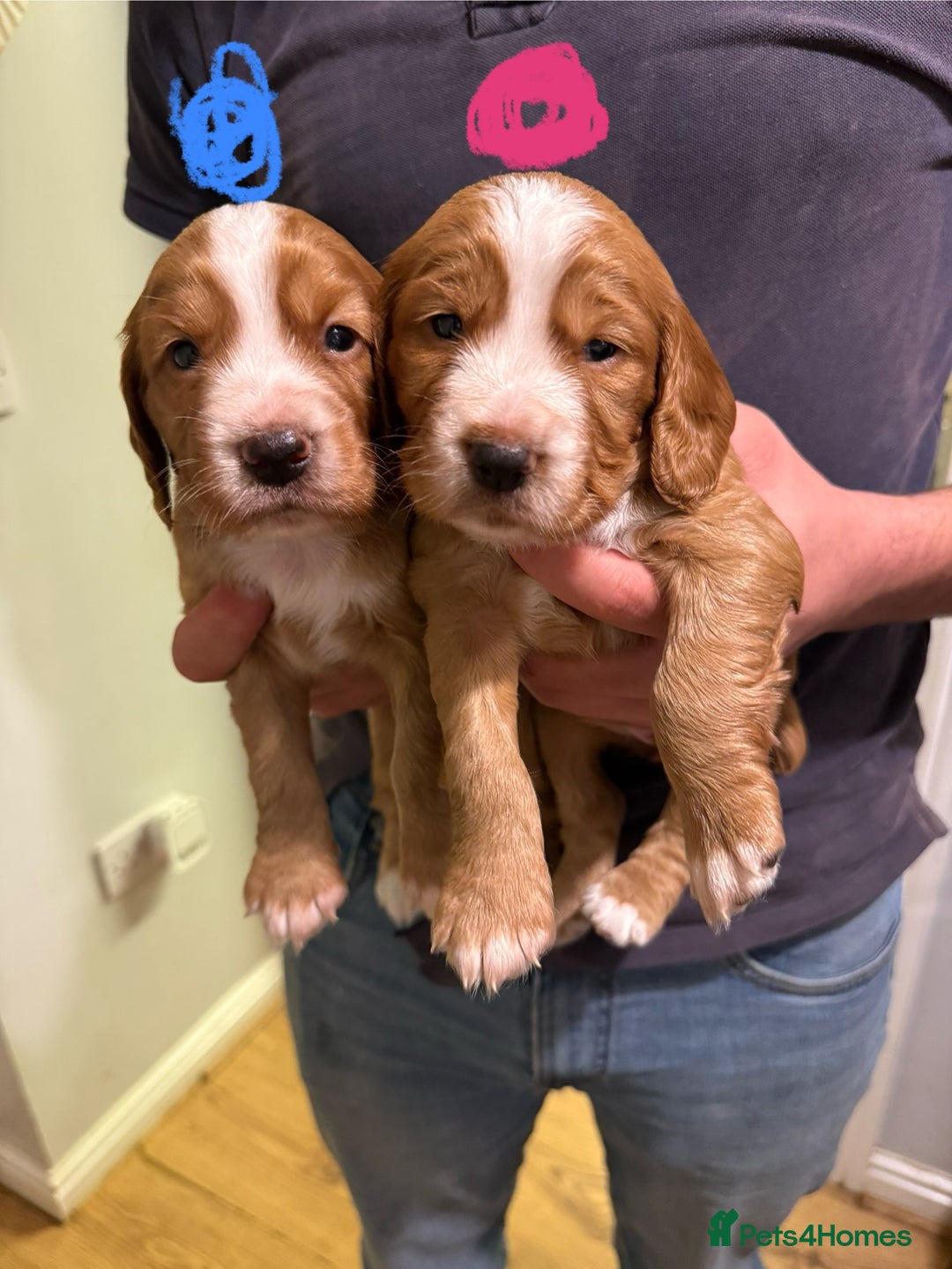 Cocker Spaniel dogs for sale: Golden kc working cocker spaniels - Image 2