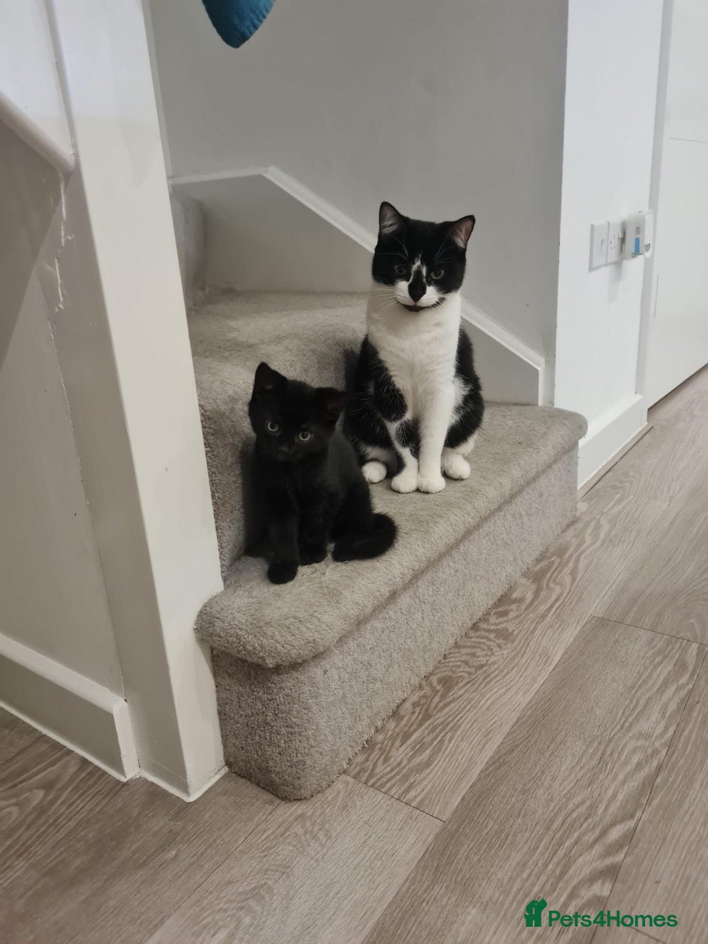 Mixed Breed cats for sale: Wokingham - Advert 13