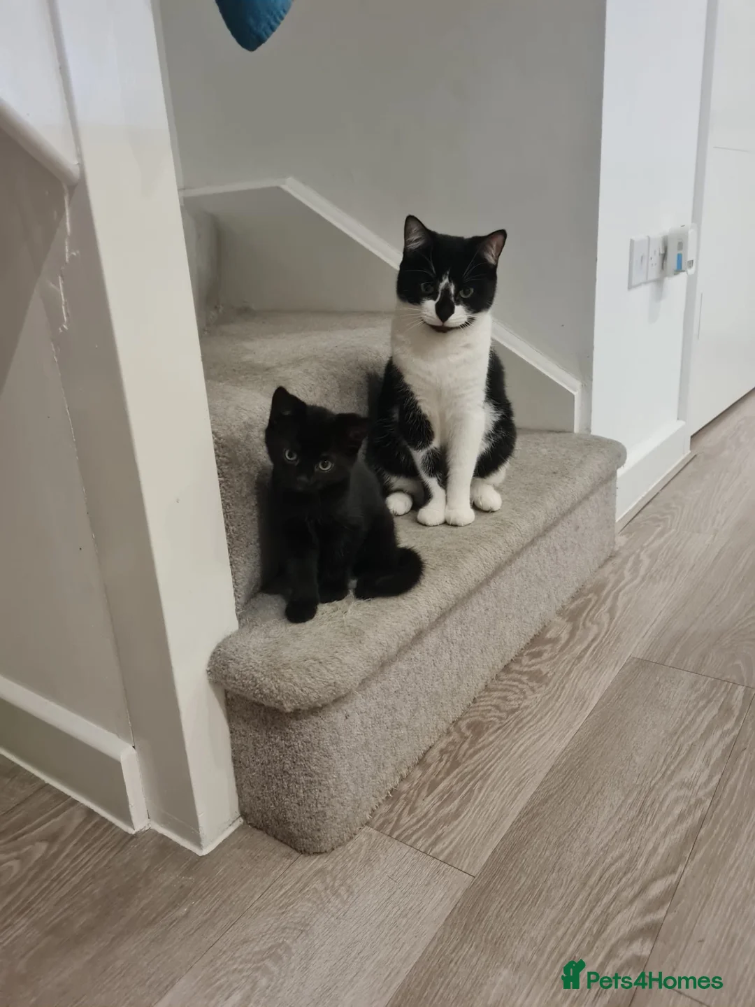 Mixed Breed cats for sale: Wokingham in Wokingham - Advert 1