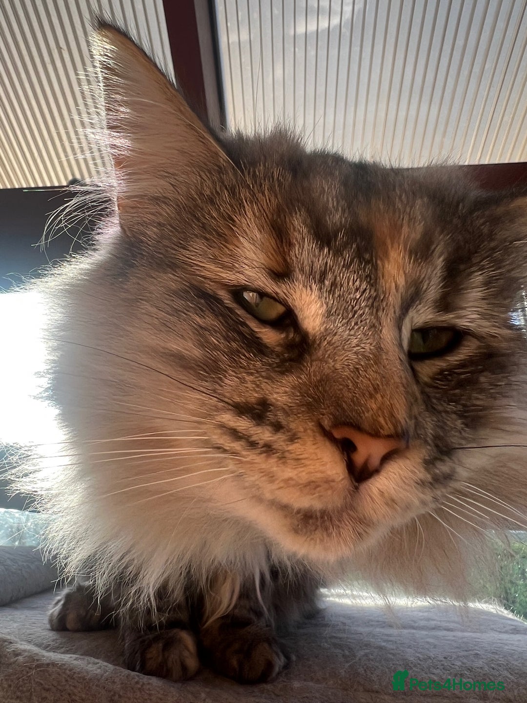 Norwegian Forest Cat cats for sale: Full pedigree female Norwegian forest cat GCCF. - Advert 5