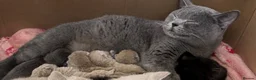 British Shorthair cats for sale: Championship line GCCF British Shorthair Kittens - Advert 33