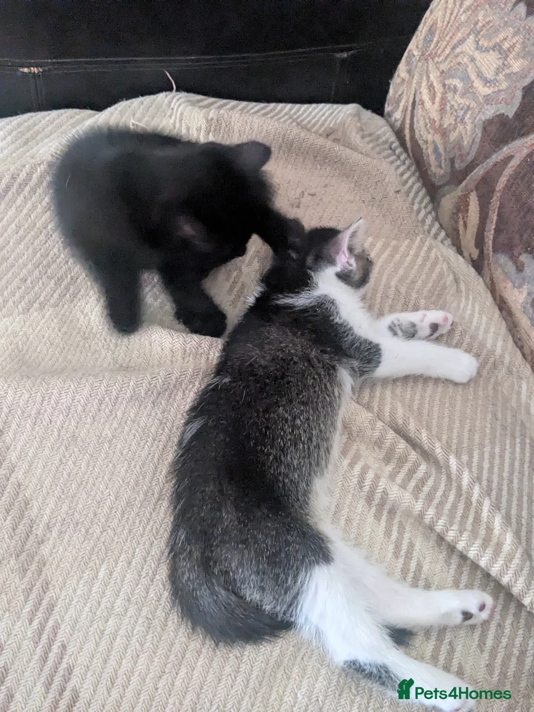 Mixed Breed cats for sale: 2 beautiful boys needing their forever home - Advert 8