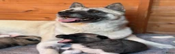 Akita dogs for sale: Chunky akita puppies for sale. - Advert 4