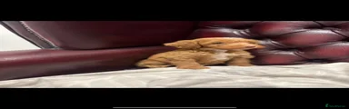Cockapoo 3