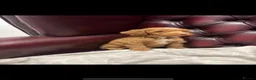 Cockapoo dogs for sale: Gorgeous cockapoo puppies - Advert 9