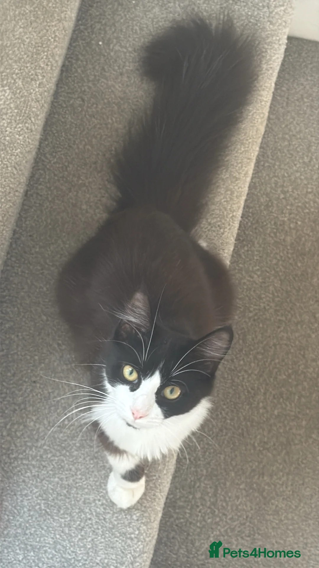Mixed Breed cats for sale: Kittens  - Advert 1