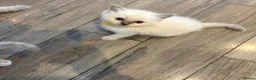 Ragdoll cats for sale: Beautiful girl Ragdolls  - Advert 22