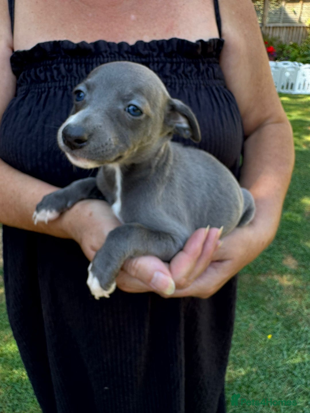 Whippet dogs for sale: Gorgeous whippet puppies  - Image 6