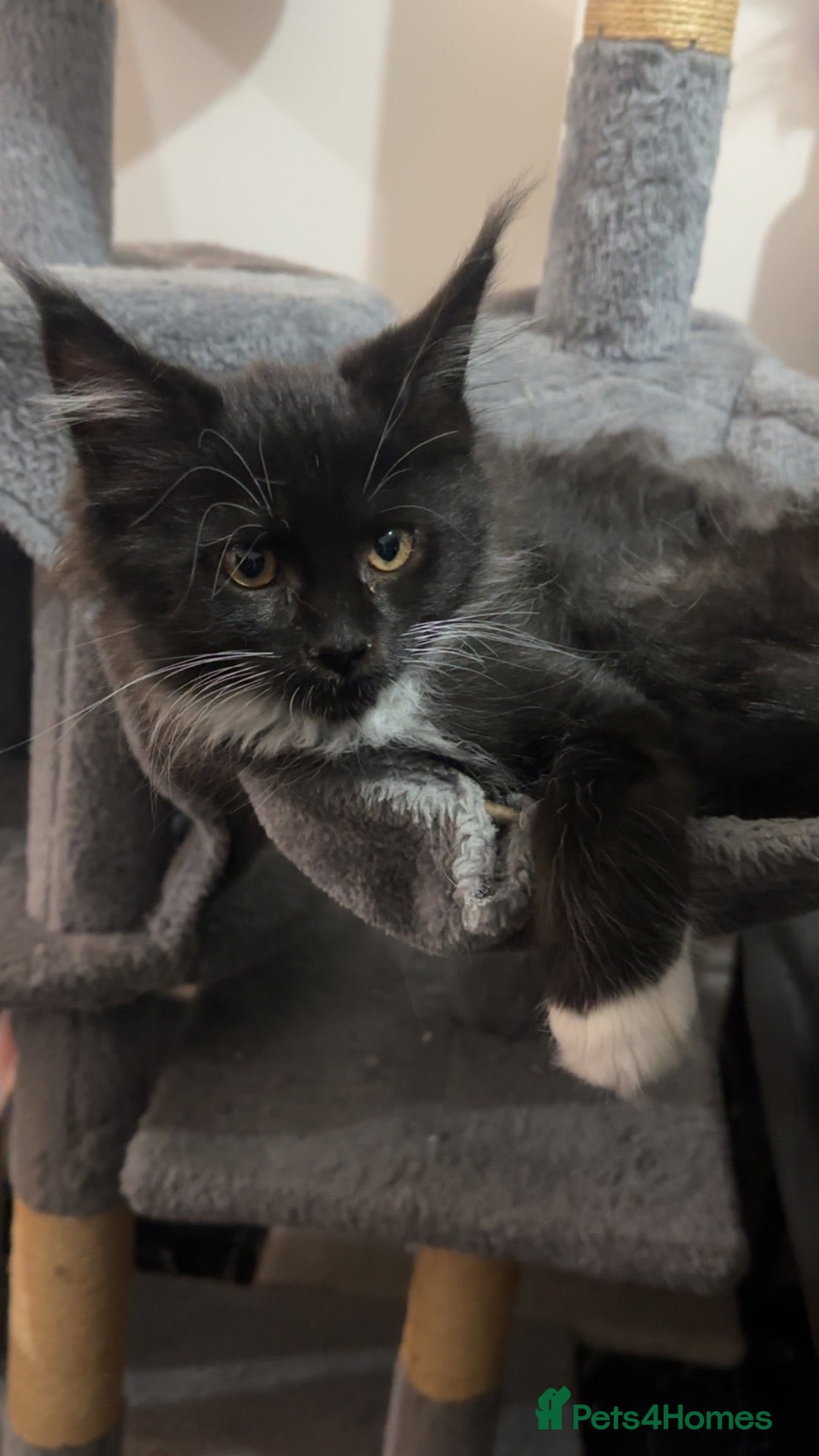 Maine Coon cats 1 female Maine Coon left black smoke tuxedo - Advert 13