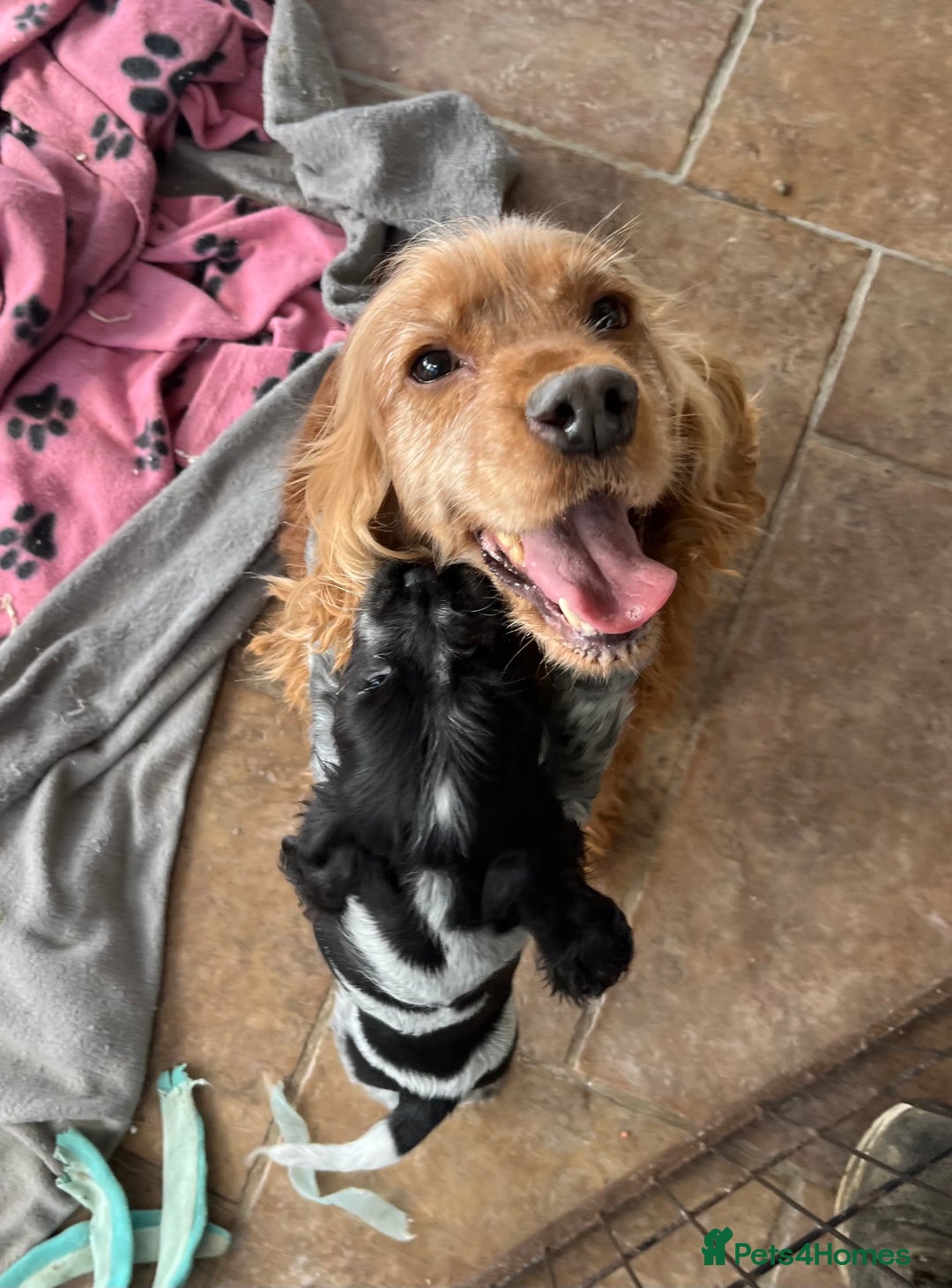 Cocker Spaniel dogs for sale: Show type blue roan cocker spaniel puppies  - Image 12