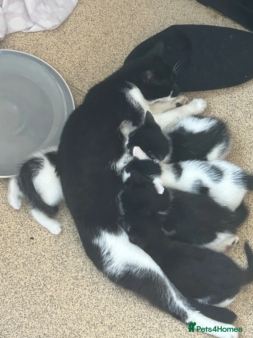 Domestic Shorthair cats for sale: Kittens - Advert 2