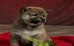 Japanese Shiba Inu dogs for sale: Beautiful KC Reg Japanese Shiba Inu Puppies - Image 10