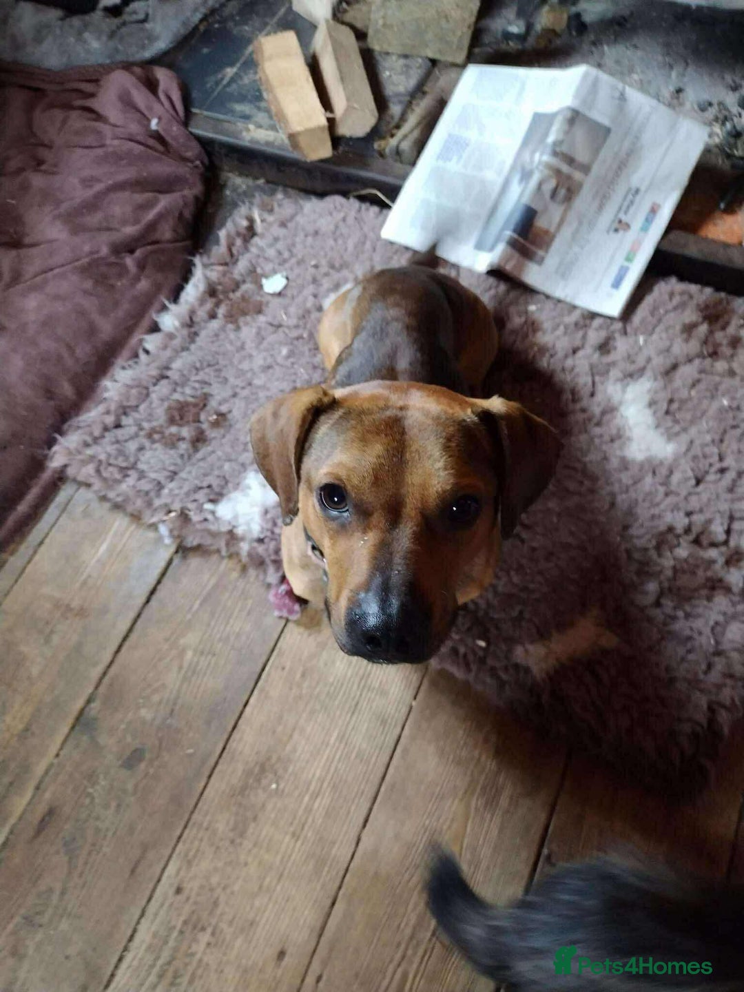 Mixed Breed dogs for adoption: Rescue boy Noodle is looking for his forever home - Advert 9