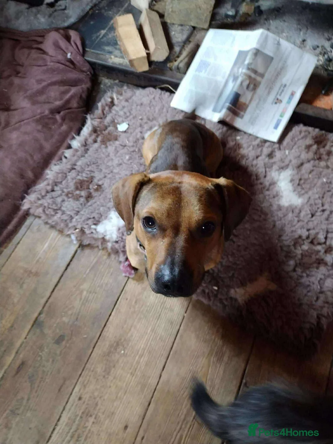 Mixed Breed dogs for adoption: Rescue boy Noodle is looking for his forever home - Advert 9