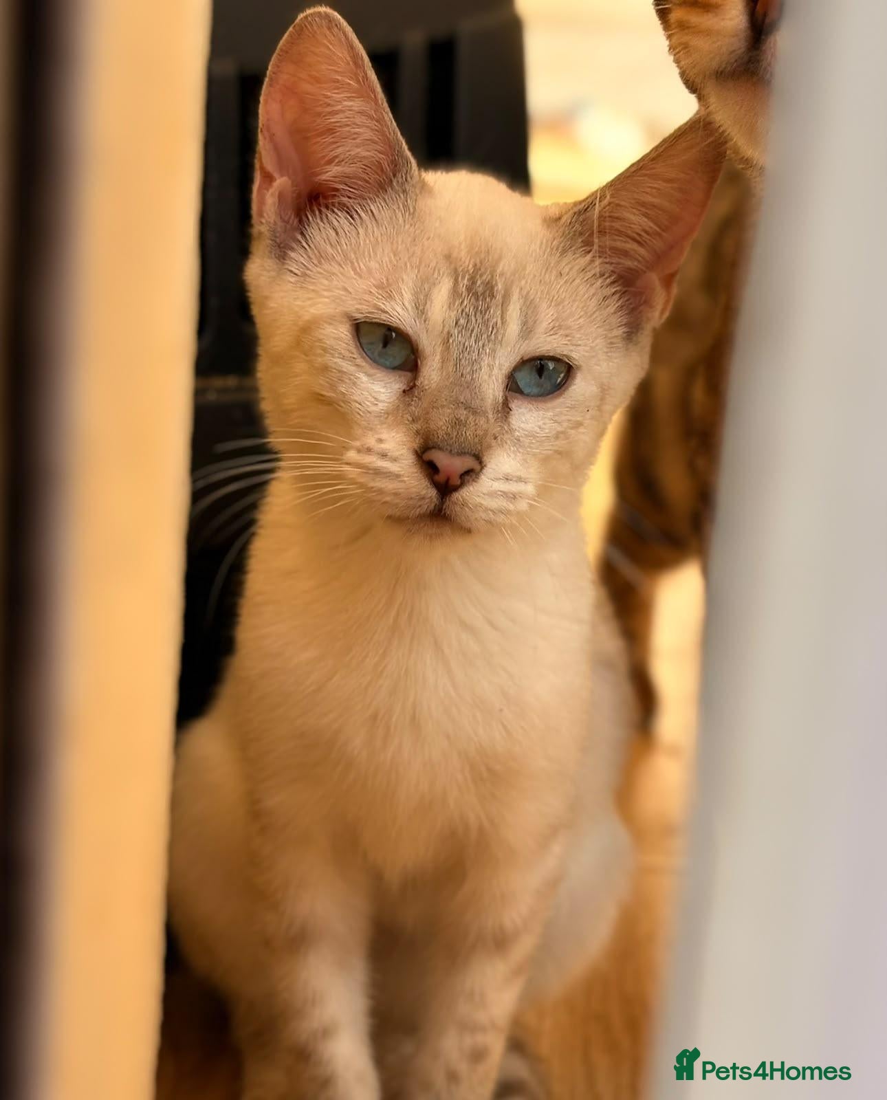 Mixed Breed cats for sale: Male Bengal X Savannah Boy Ready - Advert 2