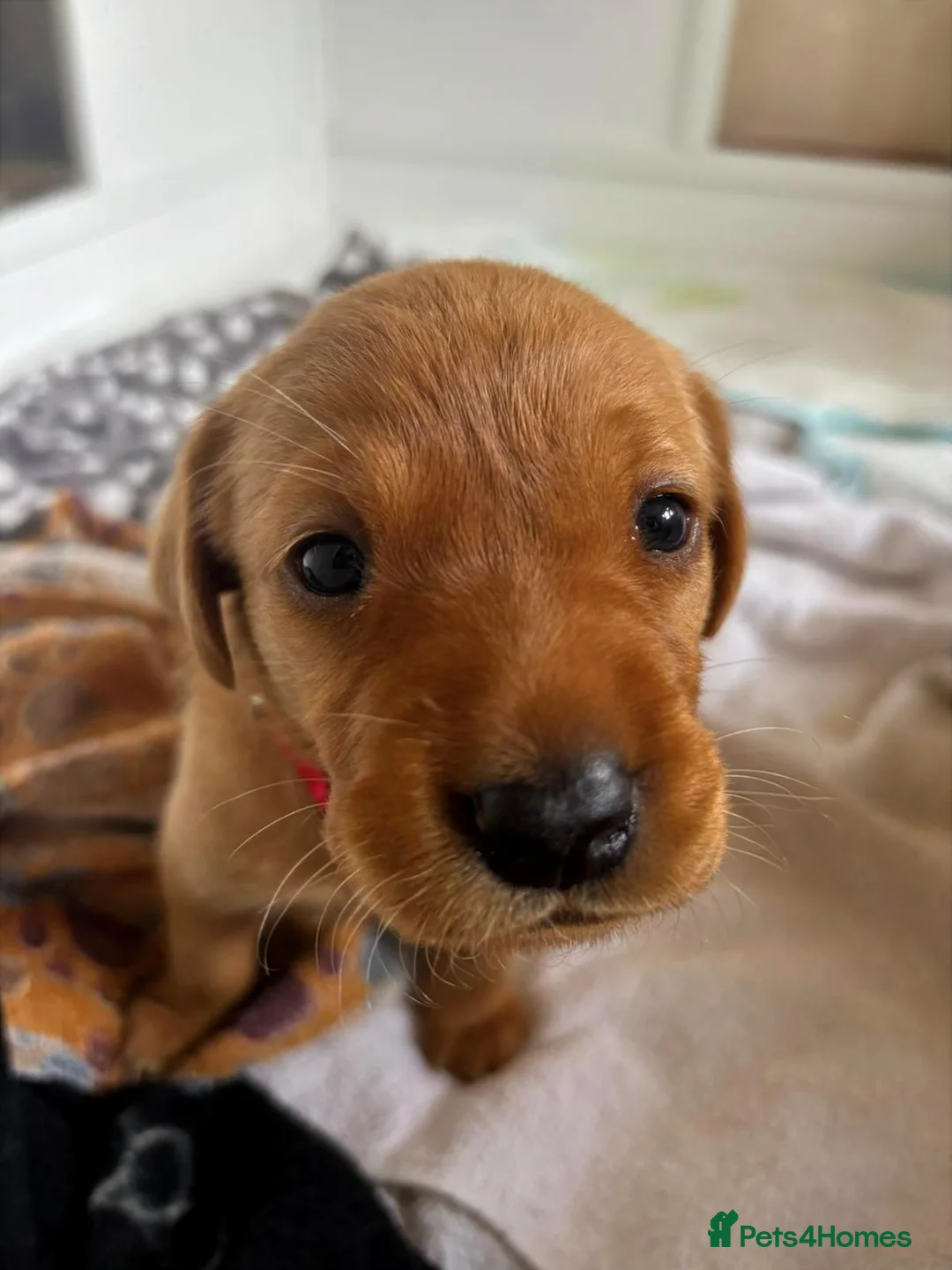 Labrador Retriever dogs for sale: KC Fox Red Labrador Retriever Puppies - Advert 7