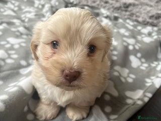 Mixed Breed dogs Amazing Shweenie girl - Advert 2