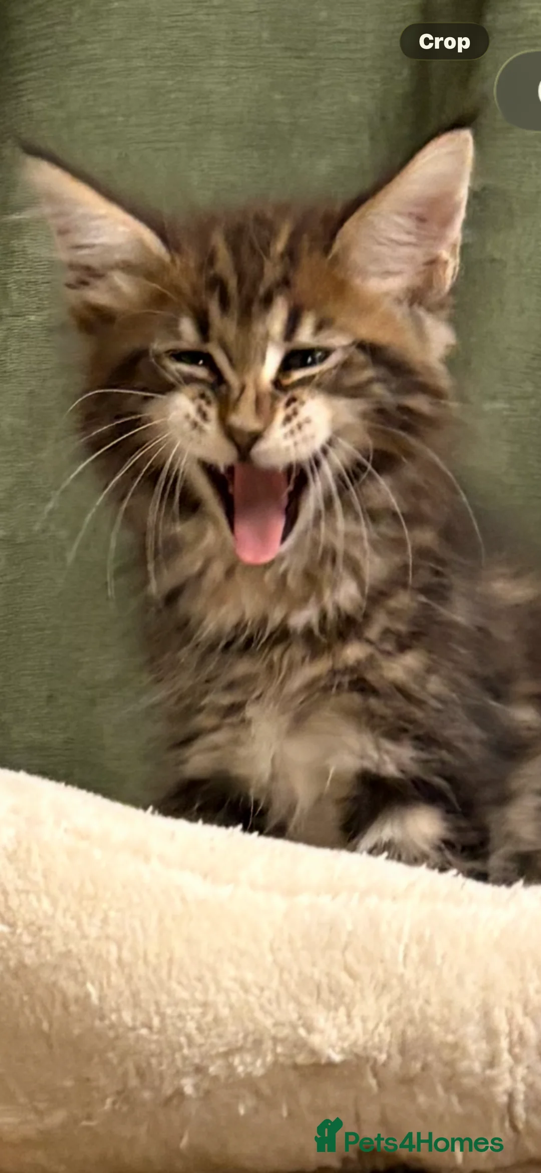 Maine Coon cats for sale: One stunning X-Large classic tabbie Mainecoon boy  - Advert 2