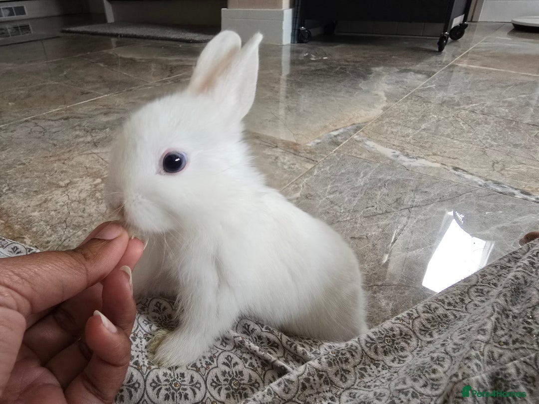 Netherland Dwarf rabbits for sale: Three White Netherland Dwarf Baby Rabbits - Image 5