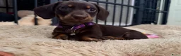 Miniature Dachshund dogs for sale: Alice 💖 & Arthur 💙 - Advert 3